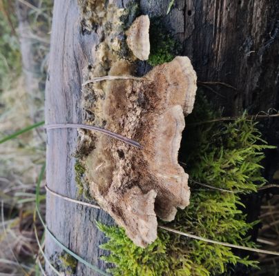 Daedaleopsis confragosa 