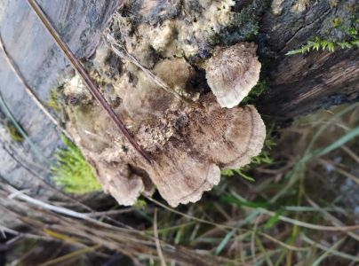 Sieťkovček červenkast&yacute;