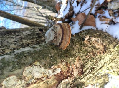 Pr&aacute;chnovec kopytovit&yacute;