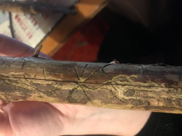 Two-toothed pine beetle