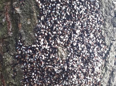 Plo&scaron;tička lipov&aacute;