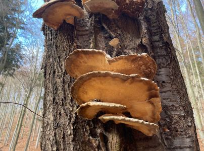 Tr&uacute;dnikovec zamatov&yacute;