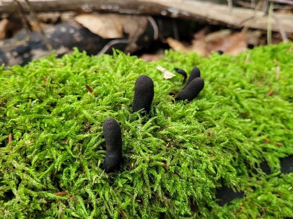 Dead man&rsquo;s fingers