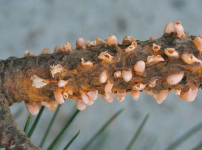 Hrdza Cronartium flaccidum