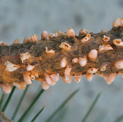 Cronartium flaccidum