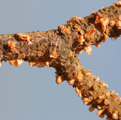 Cronartium flaccidum