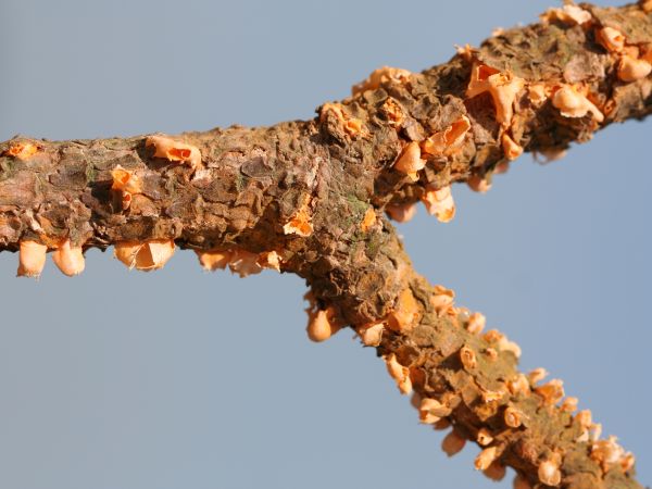 Pine blister rust