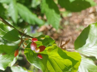 Byľomor bukov&yacute;