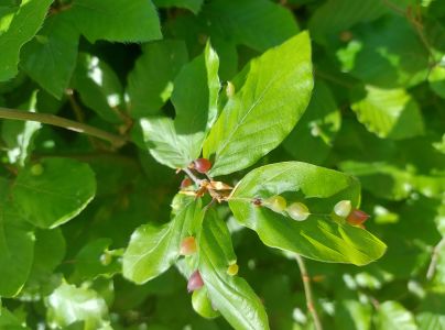 Byľomor bukov&yacute;