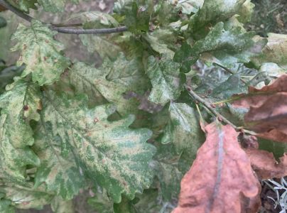 Sietnička dubov&aacute;