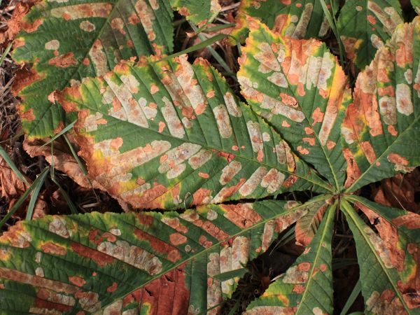 Horse-chestnut leaf miner