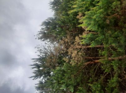 Sypavka červen&aacute;