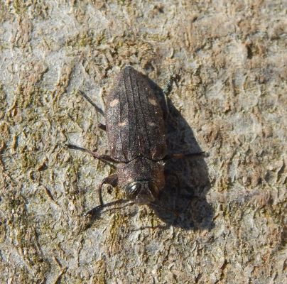 Chrysobothris affinis 