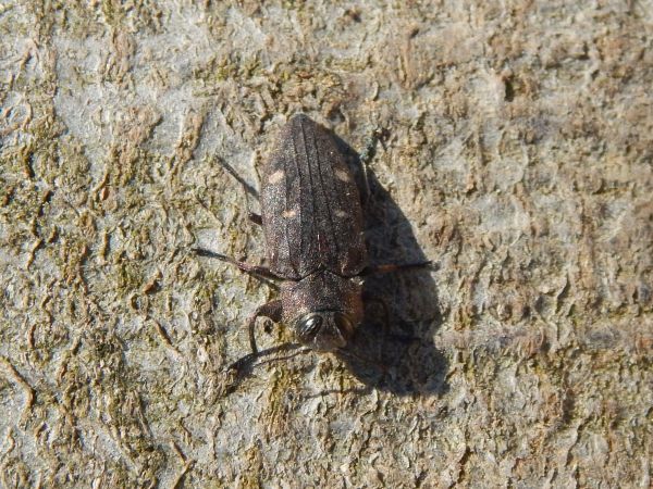 Pit oak splendour beetle