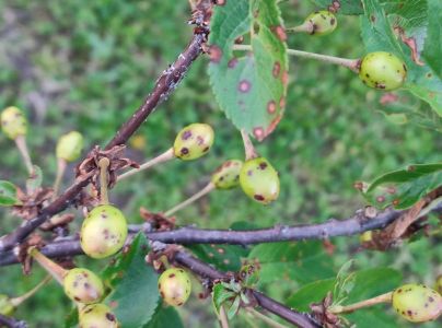 Chrastavitosť k&ocirc;stkov&iacute;n