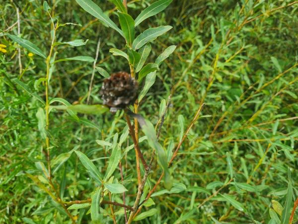 European rosette willow gall midge