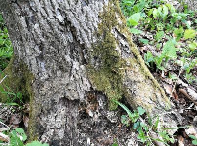 Podpňovka obyčajn&aacute;