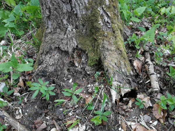 Armillaria root rot