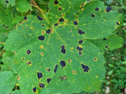 Čerň javorov&aacute;