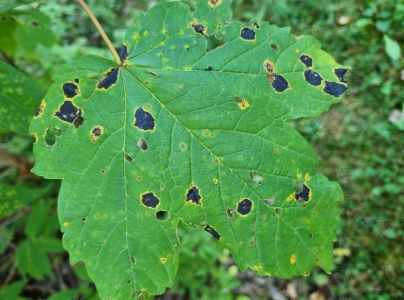 Čerň javorov&aacute;