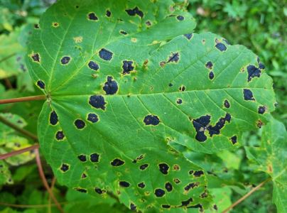 Čerň javorov&aacute;