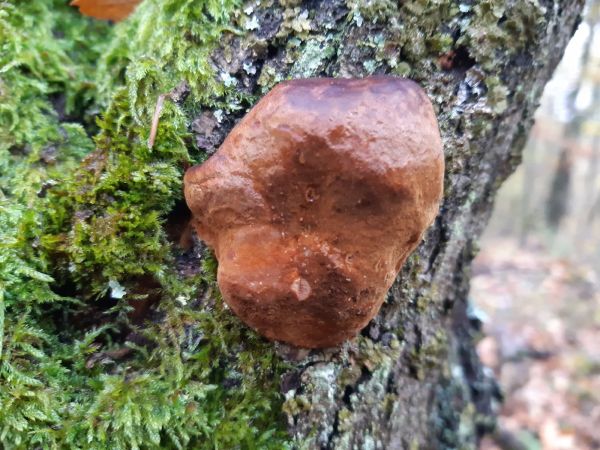 Fistulina hepatica 