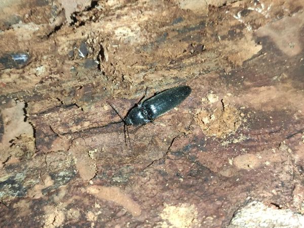 Click beetles