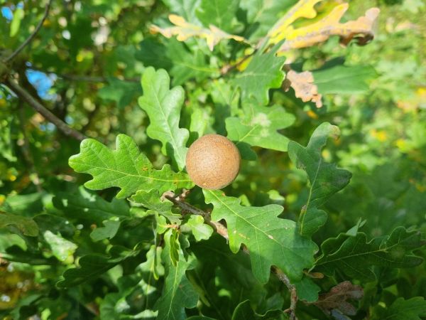 Oak marble gall Andricus kollari 