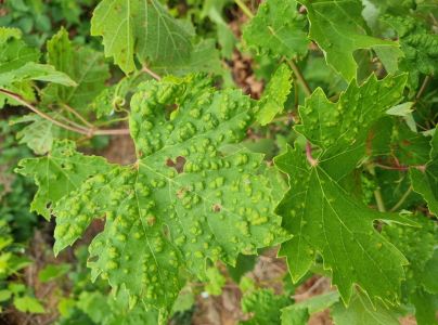 Vlnovn&iacute;k viničov&yacute;