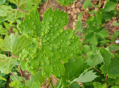 Vlnovn&iacute;k viničov&yacute;