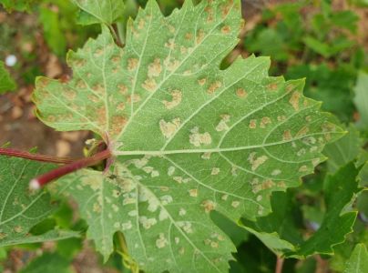 Vlnovn&iacute;k viničov&yacute;