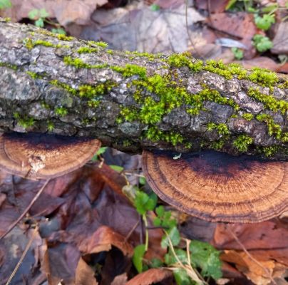 Daedaleopsis confragosa 