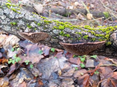 Sieťkovček červenkast&yacute;