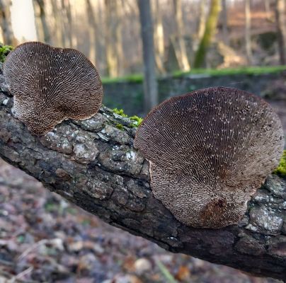 Daedaleopsis confragosa 