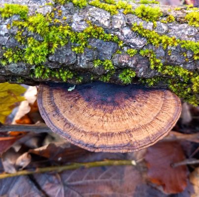 Daedaleopsis confragosa 