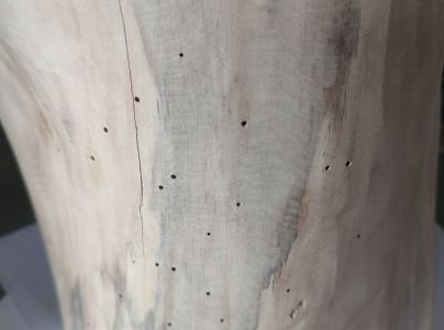 Červotoč obyčajn&yacute;