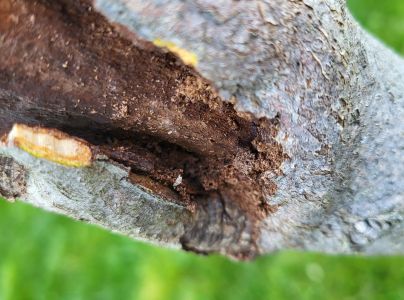 Drevotoč hru&scaron;kov&yacute;