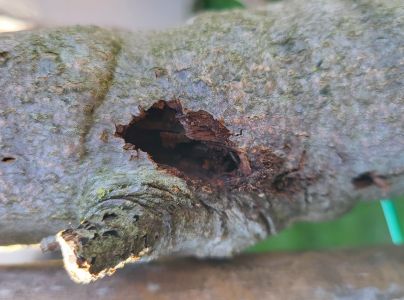 Drevotoč hru&scaron;kov&yacute;