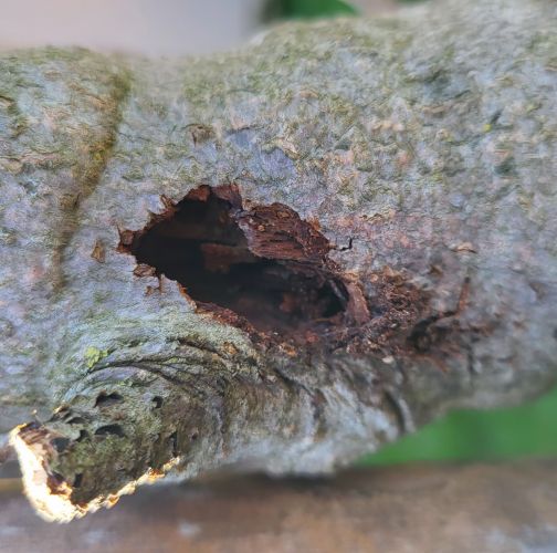 Ľubomír Tichanský