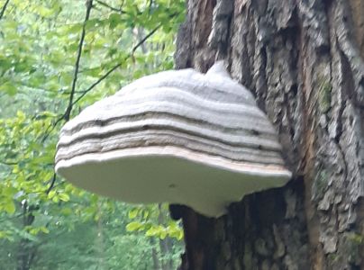 Pr&aacute;chnovec kopytovit&yacute;