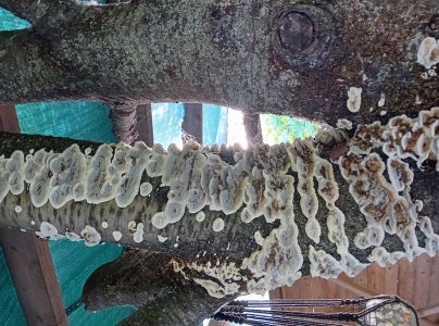 Sivop&oacute;rovka tmav&aacute;