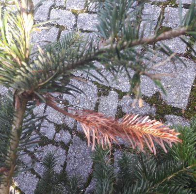 A - nejednoznačne určen&yacute;, nie sme si ist&iacute;