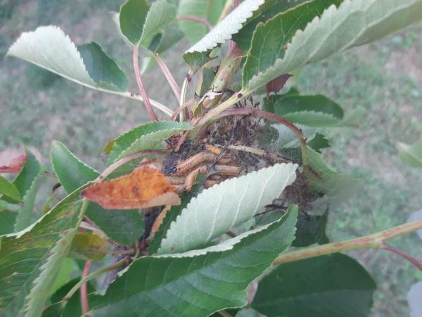 Social pear web-spinner