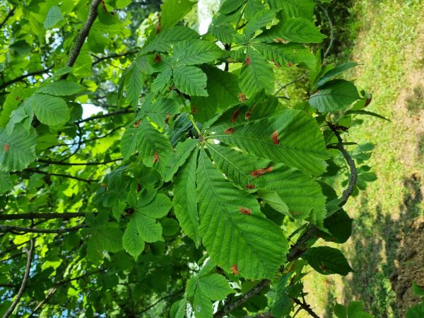 Horse-chestnut leaf miner