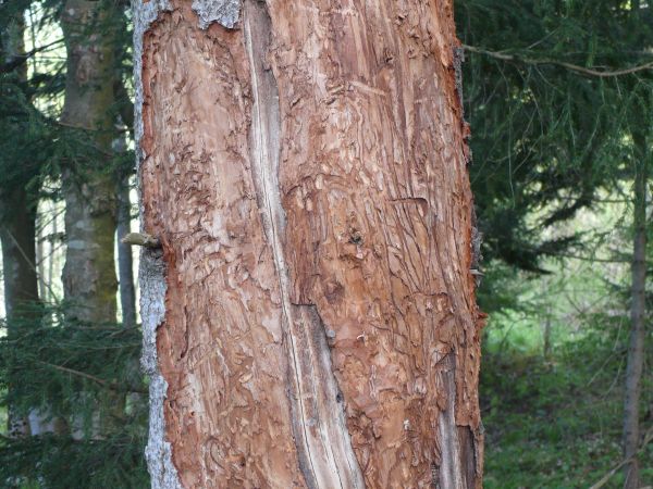 European silver fir weevil