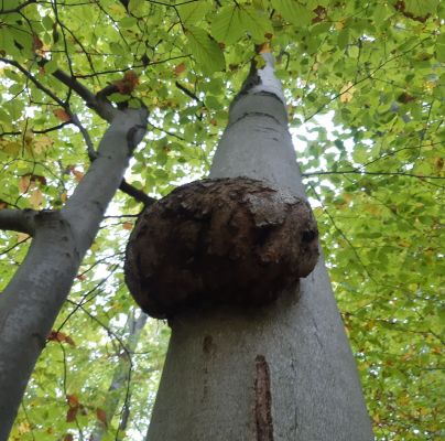 A - nejednoznačne určen&yacute;, nie sme si ist&iacute;