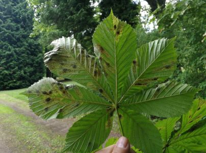 Plosk&aacute;čik paga&scaron;tanov&yacute;