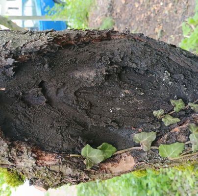 A - nejednoznačne určen&yacute;, nie sme si ist&iacute;