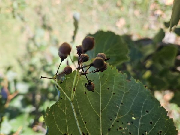 Lime seed bug