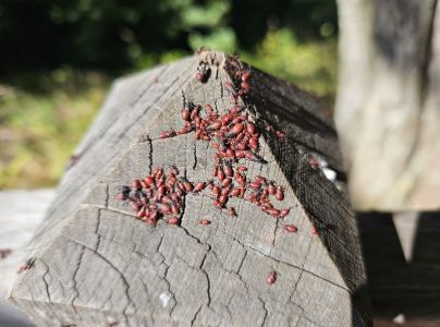 Plo&scaron;tička lipov&aacute;